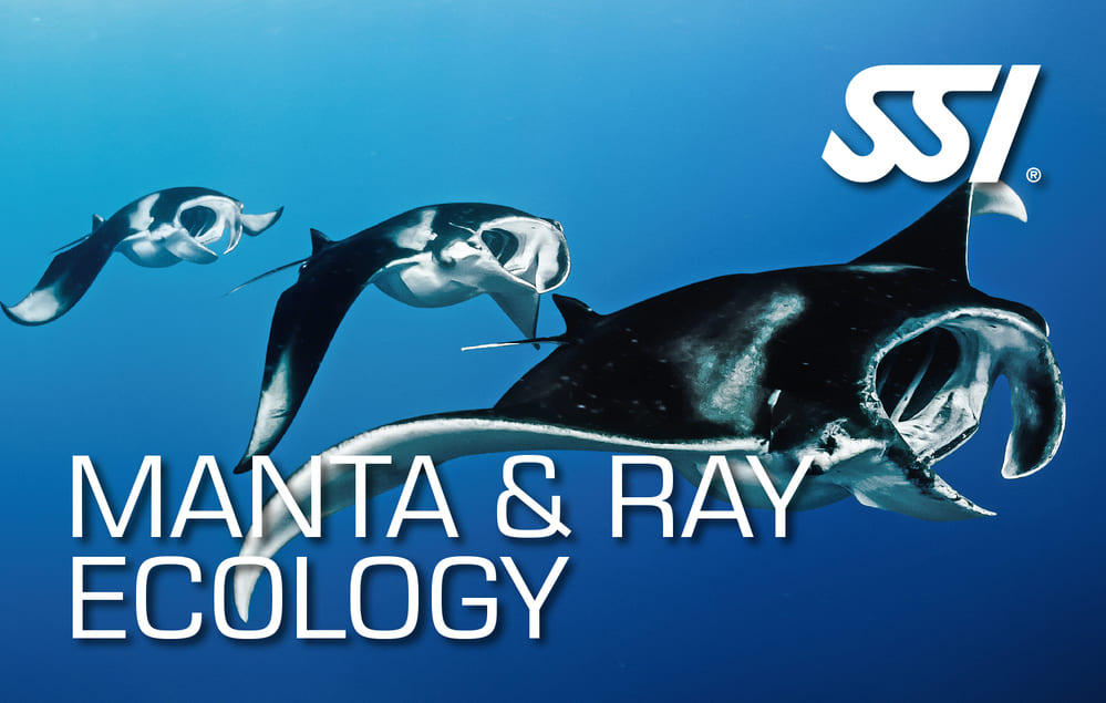 Manta & Ray Ecology - Cabo La Nao