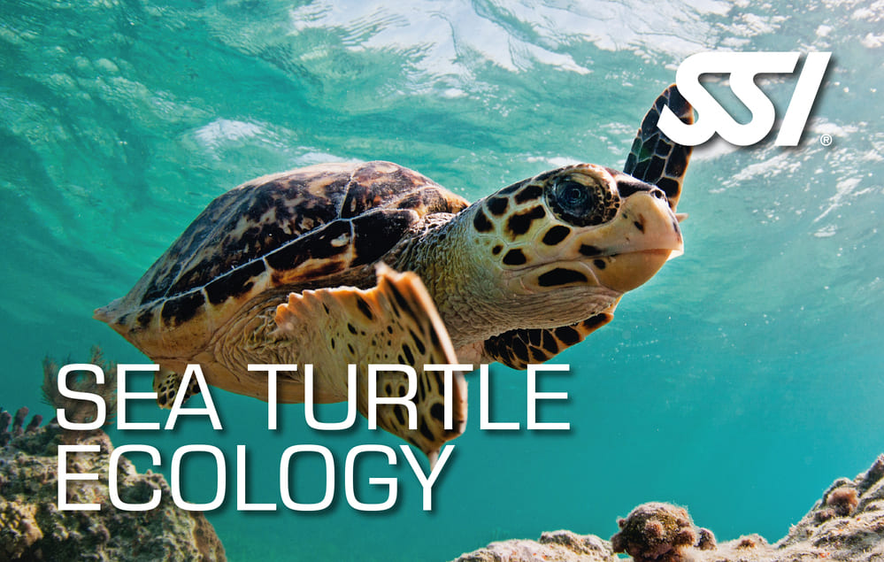 Écologie des tortues de mer - Cabo La Nao